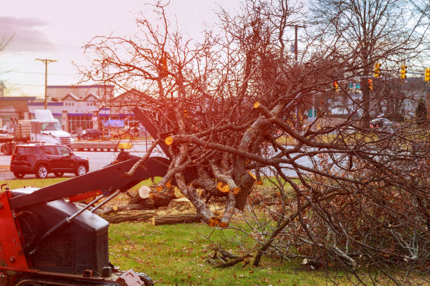Best Stump Grinding and Removal  in Monroe, OH