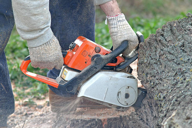 Best Tree Disease Treatment  in Monroe, OH