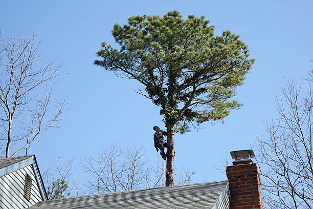 Best Hedge Trimming  in Monroe, OH