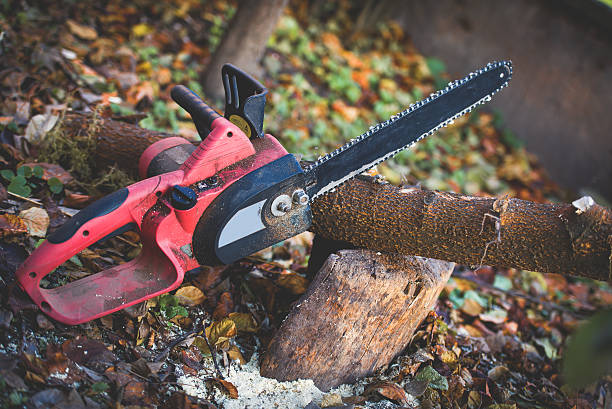 Best Tree Maintenance Programs  in Monroe, OH