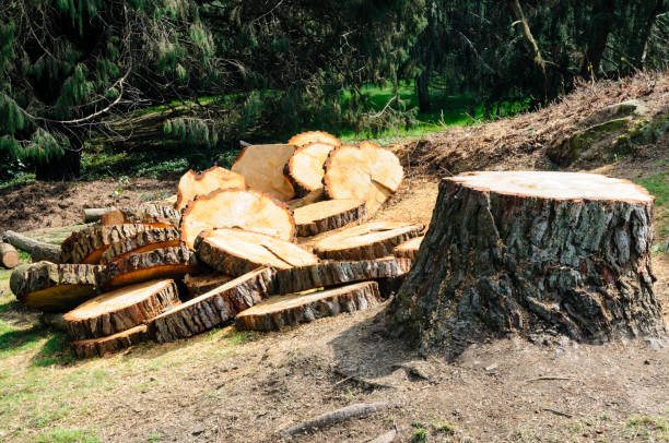 Reliable Monroe, OH Tree Care Solutions